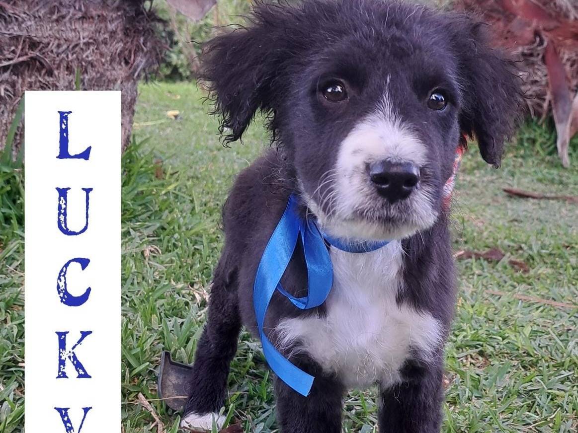 Adotta un cane, maschio, 11 mesi, Trapani