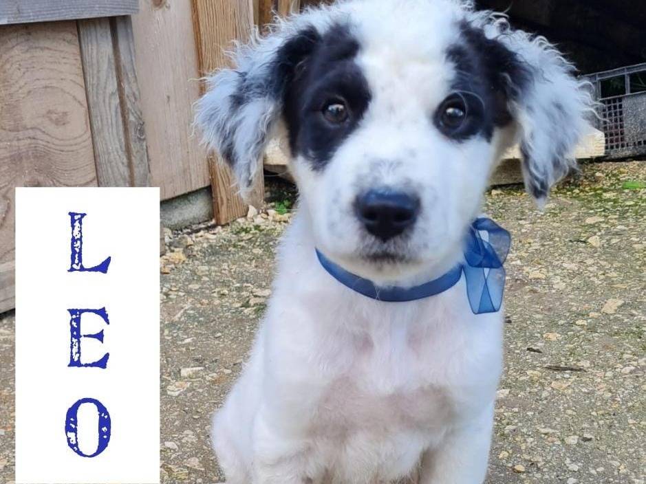 Adotta un cane, taglia media, maschio, Trapani