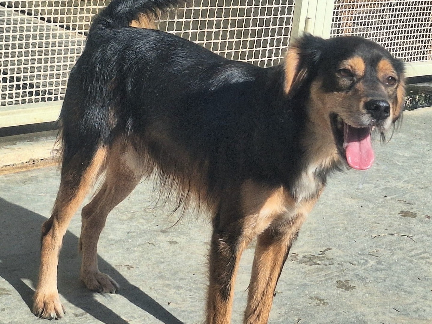 Adotta un cane, maschio, 4 anni  e 2 mesi , Teramo