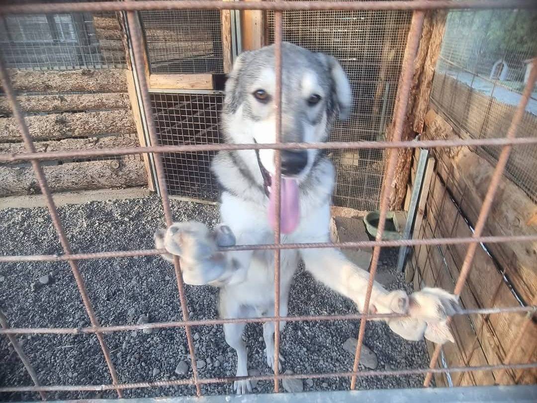 Adotta un cane, maschio, 9 mesi, Crotone