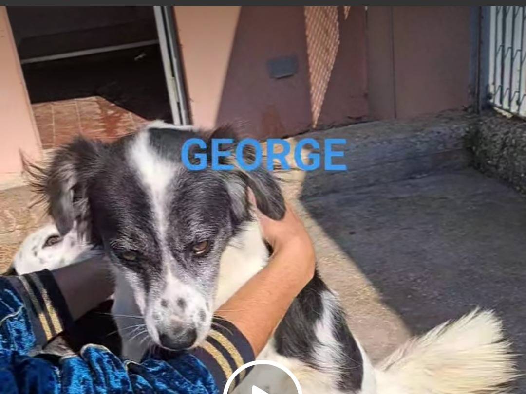 Vuoi adottare un cane a Benevento?