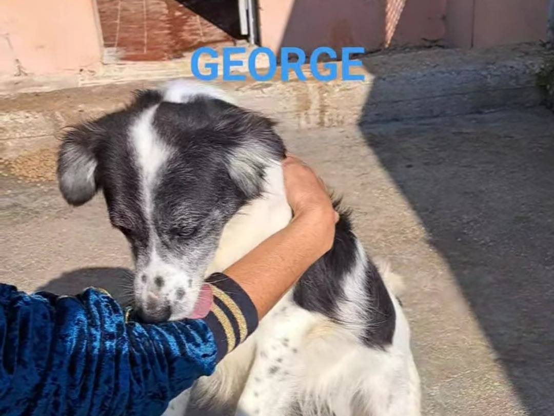 Adotta un cane, taglia media contenuta, maschio, Benevento