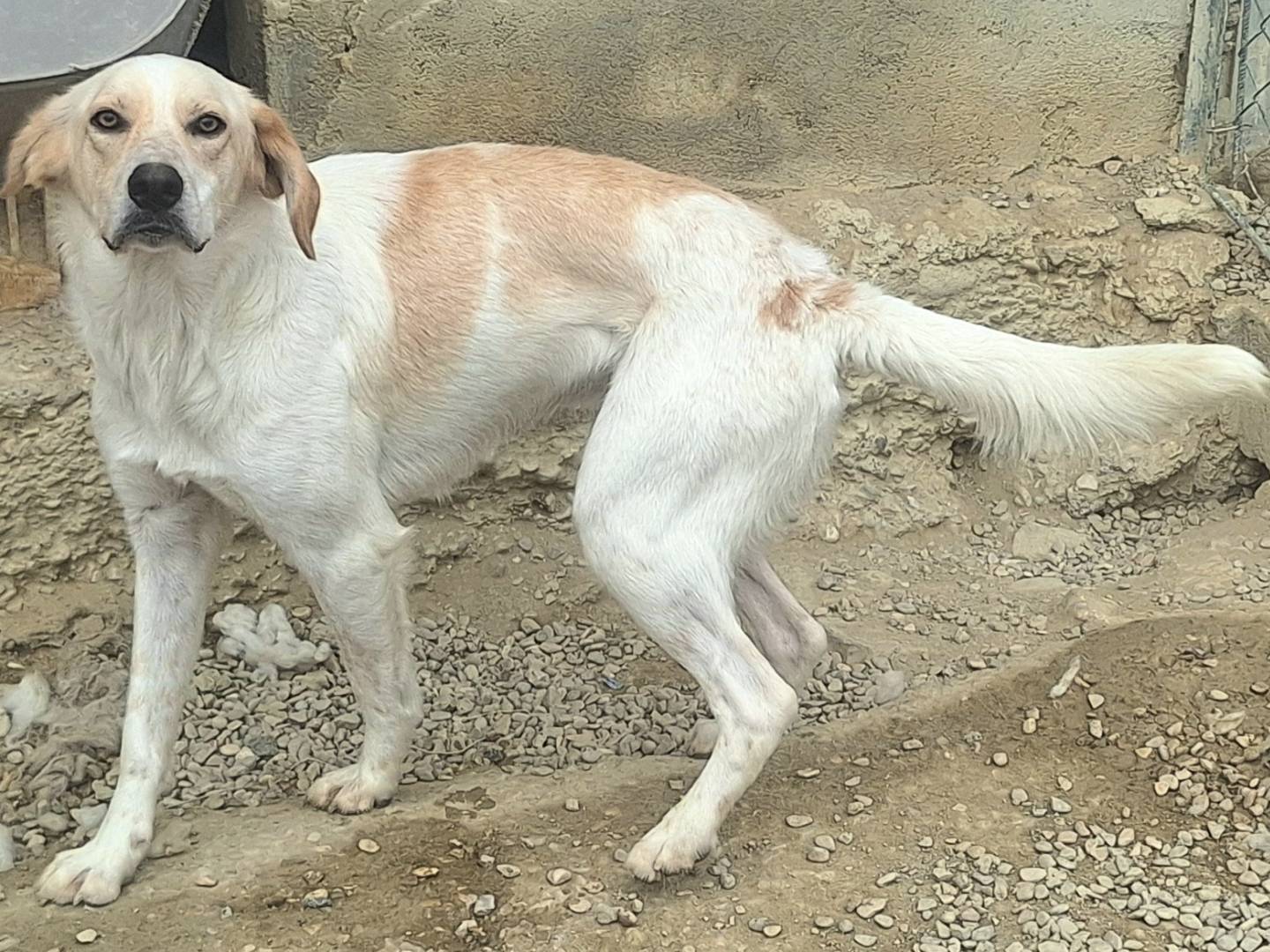 Foto dell'animale