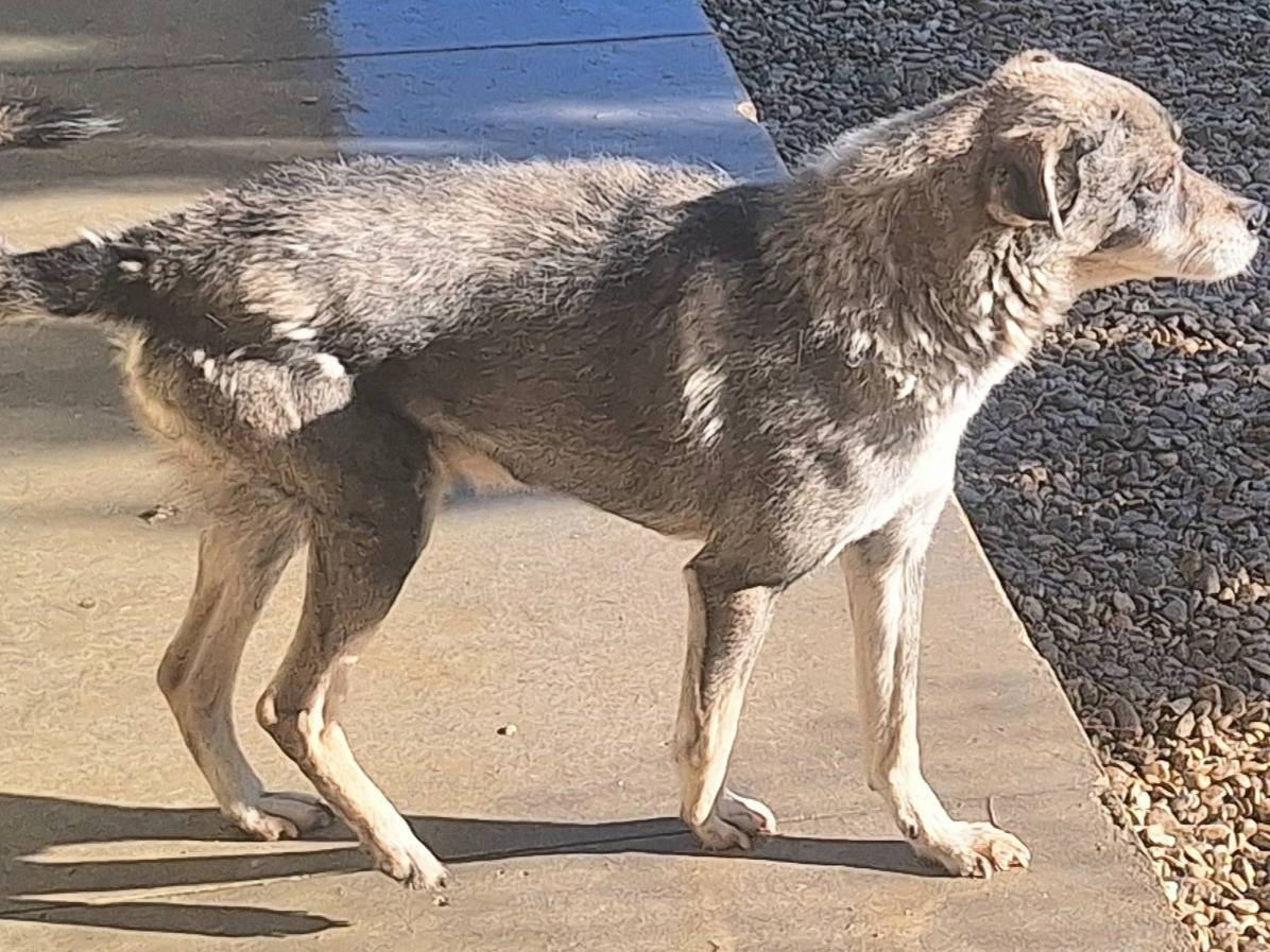 Adotta il cane Pennacchio  a Teramo