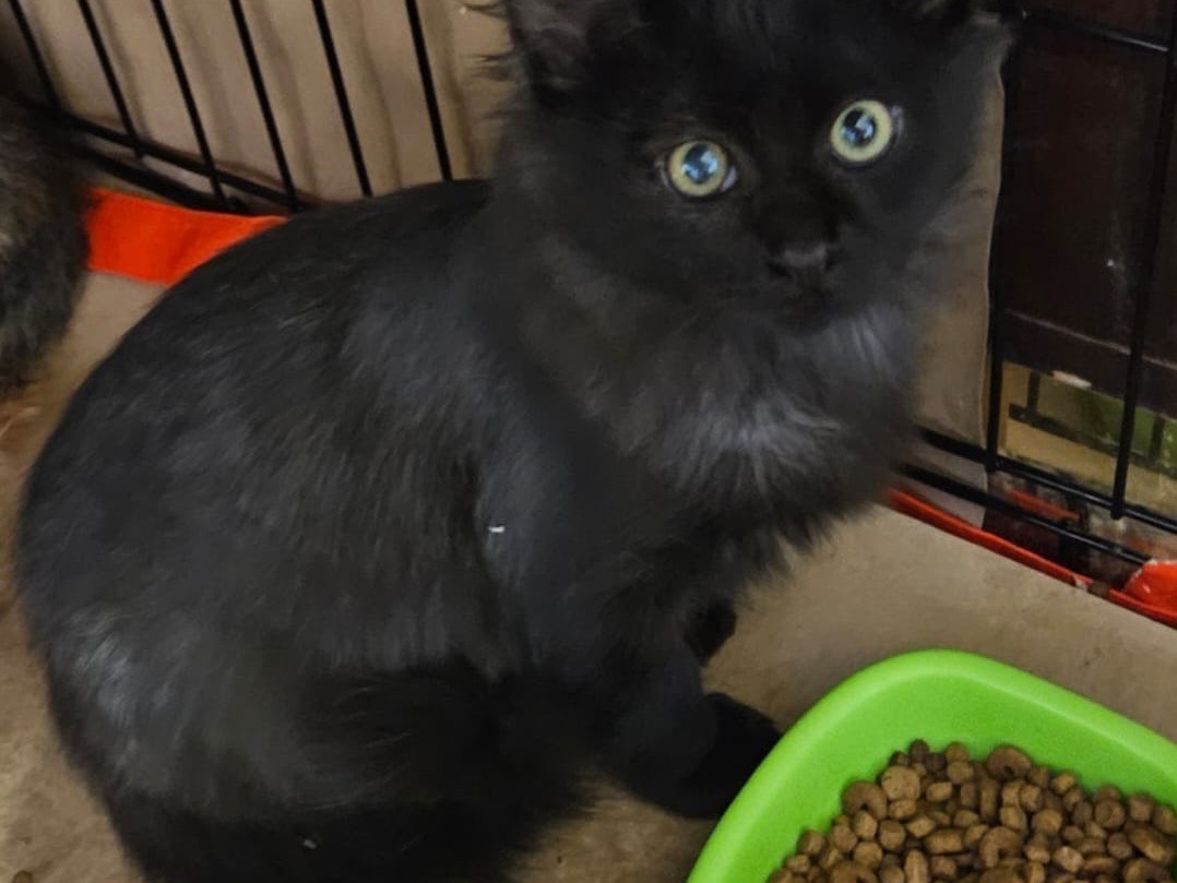 Adozione gatto, maschio, Razza sconosciuta Razza sconosciuta, 1 anno e 1 mese, taglia non valida, Chieti