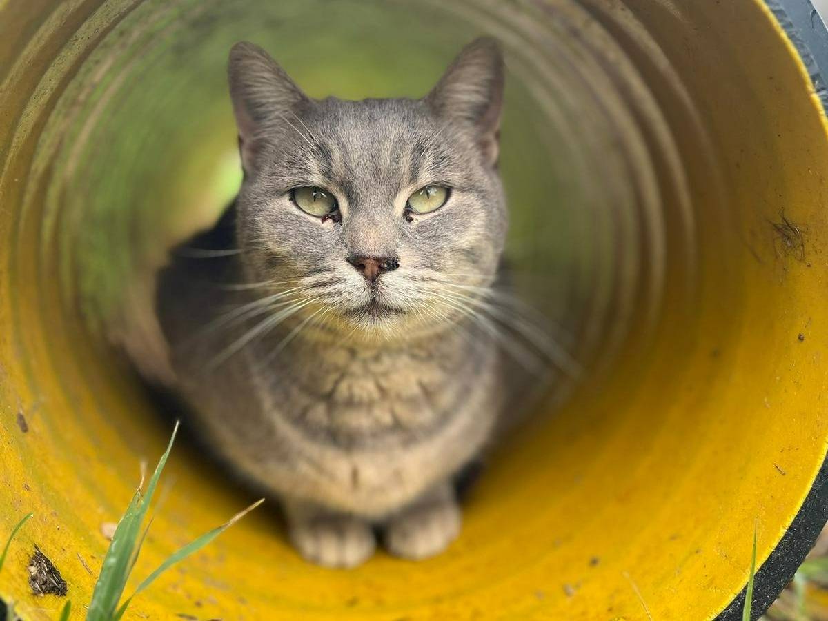 Adotta un gatto, femmina, 3 anni  e 7 mesi , Roma