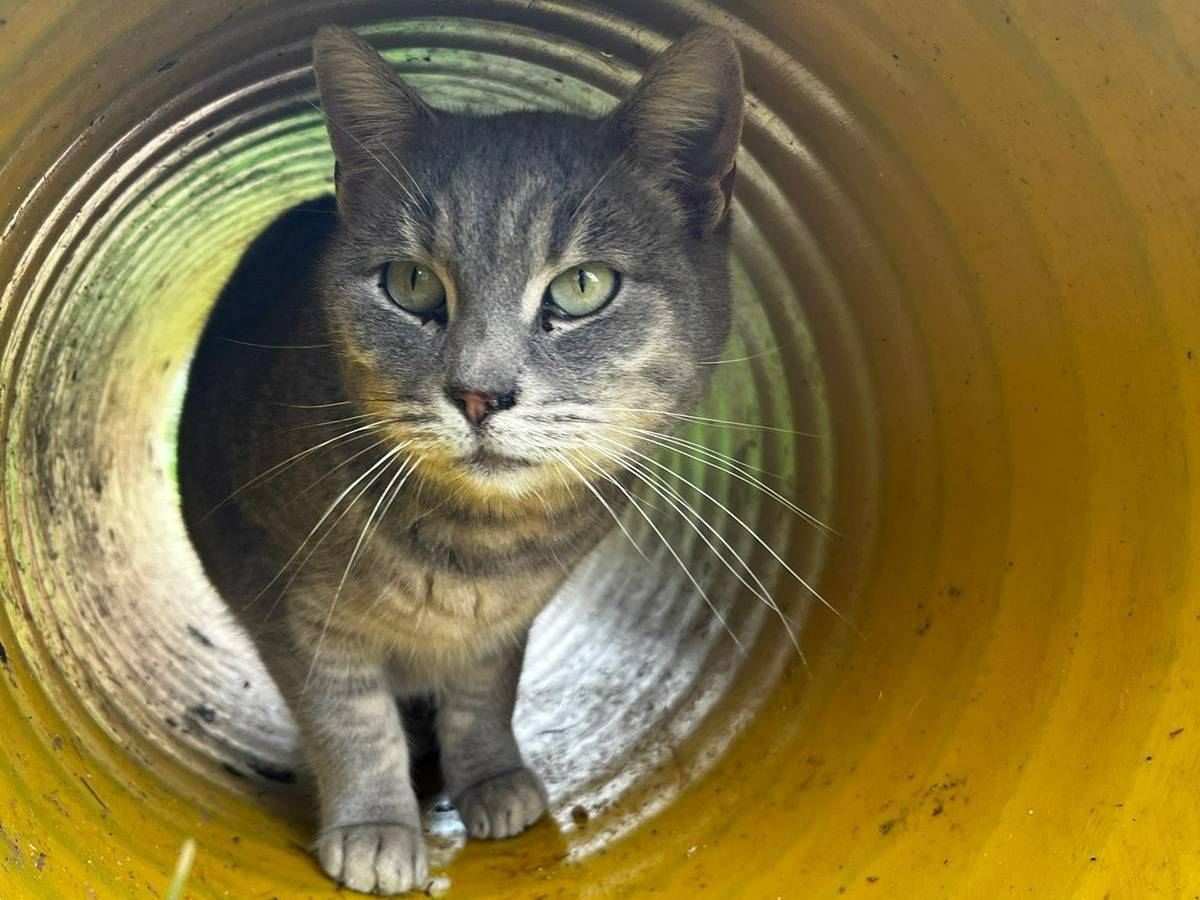 Adotta un gatto, taglia non valida, femmina, Roma