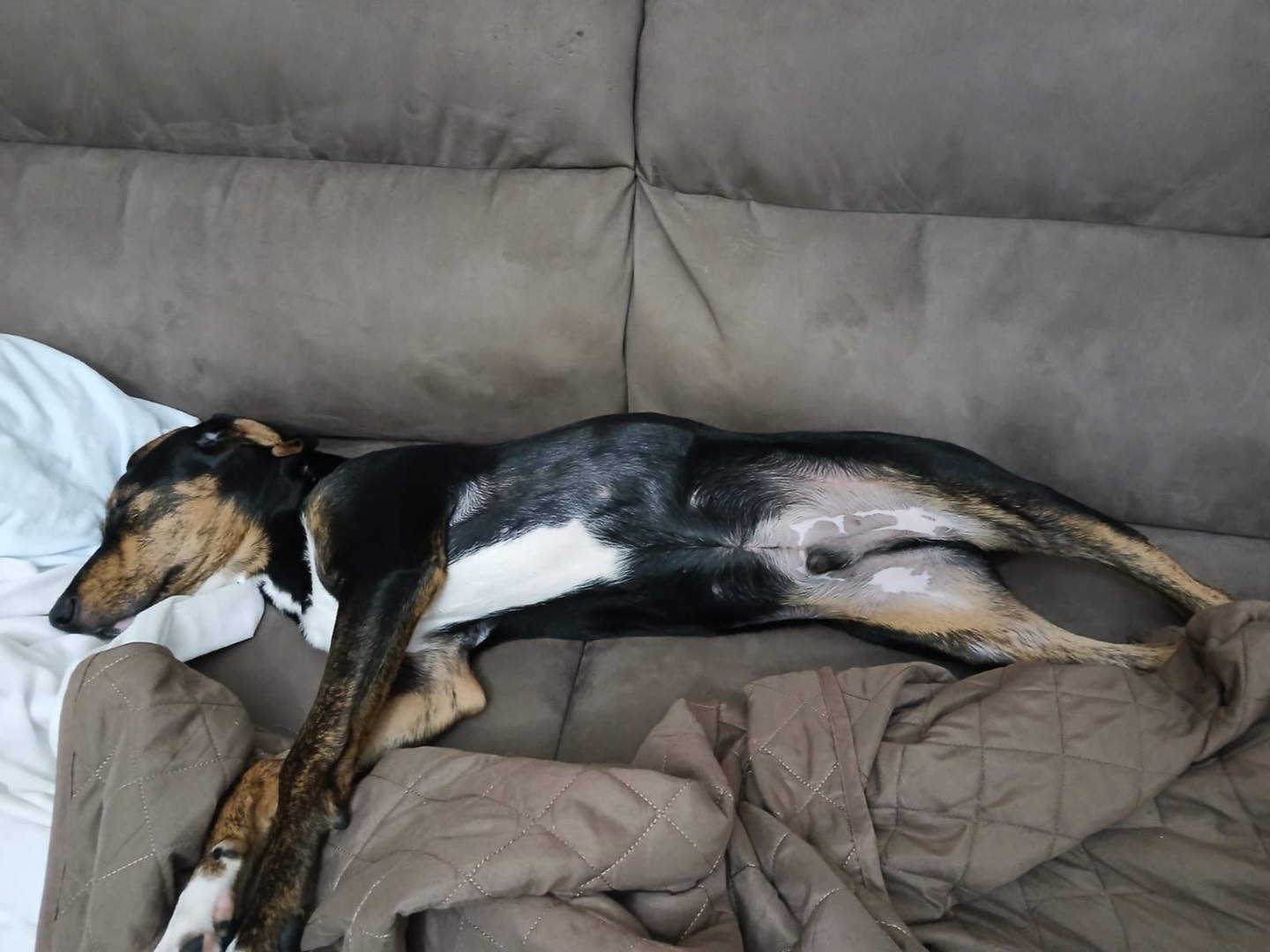 Adotta un cane, maschio, 7 mesi, Agrigento