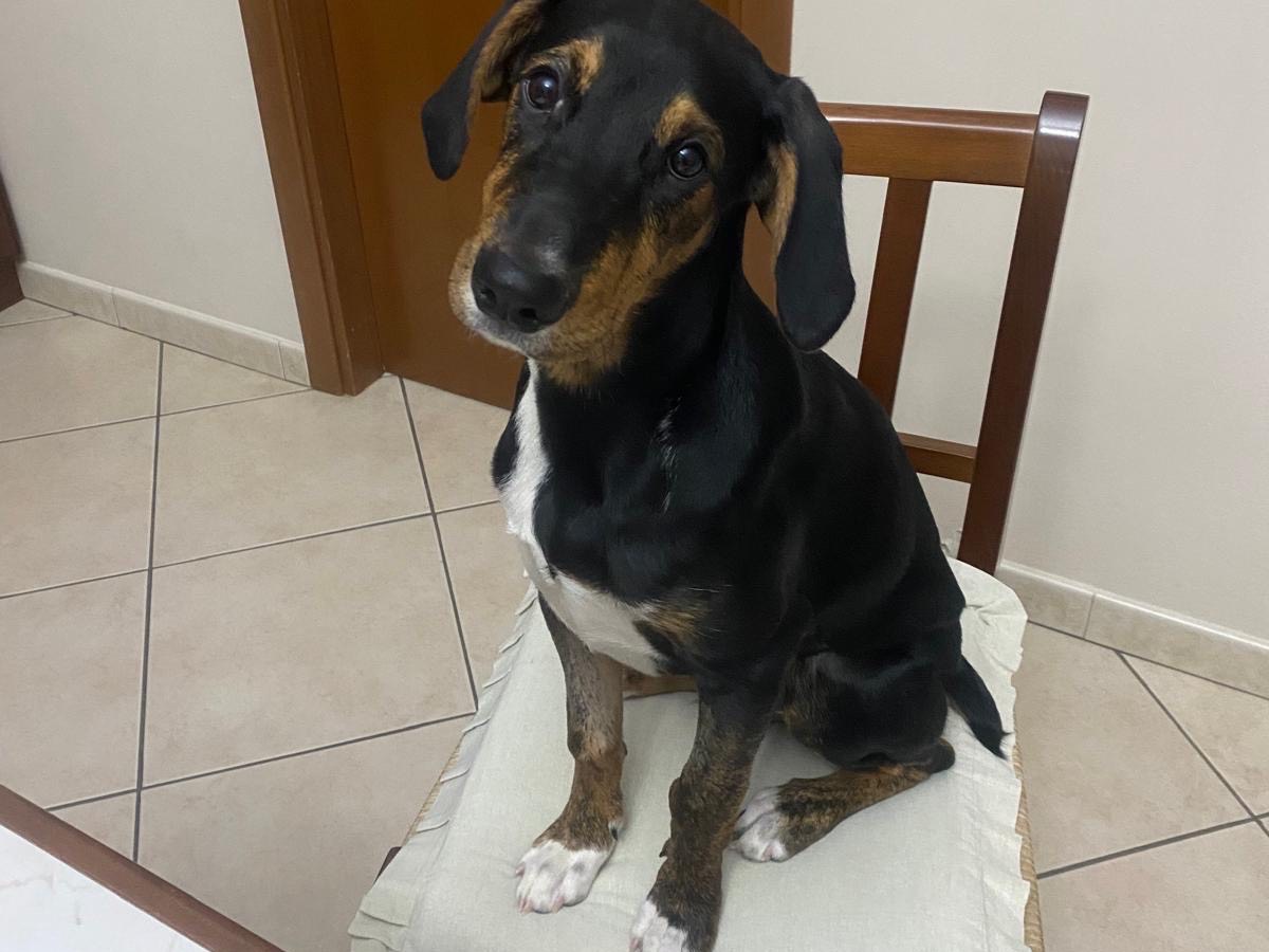 Adotta un cane, taglia media contenuta, maschio, Agrigento