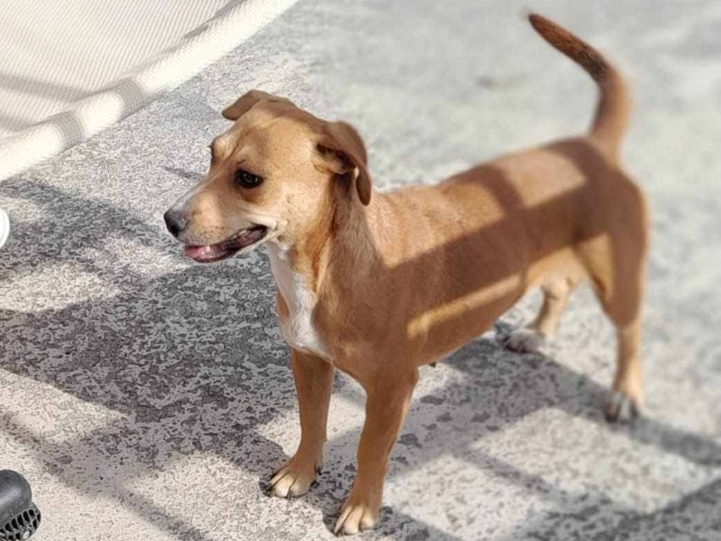 Adotta un cane, femmina, 2 anni  e 3 mesi , Catania