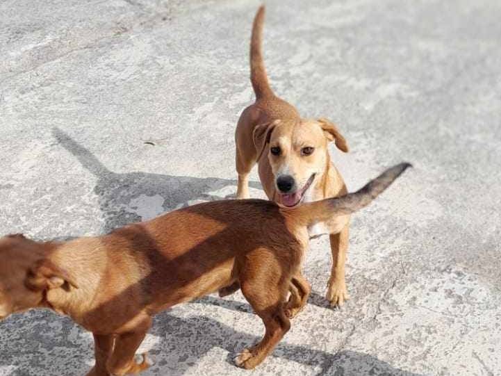 Adotta un cane, taglia media contenuta, femmina, Catania