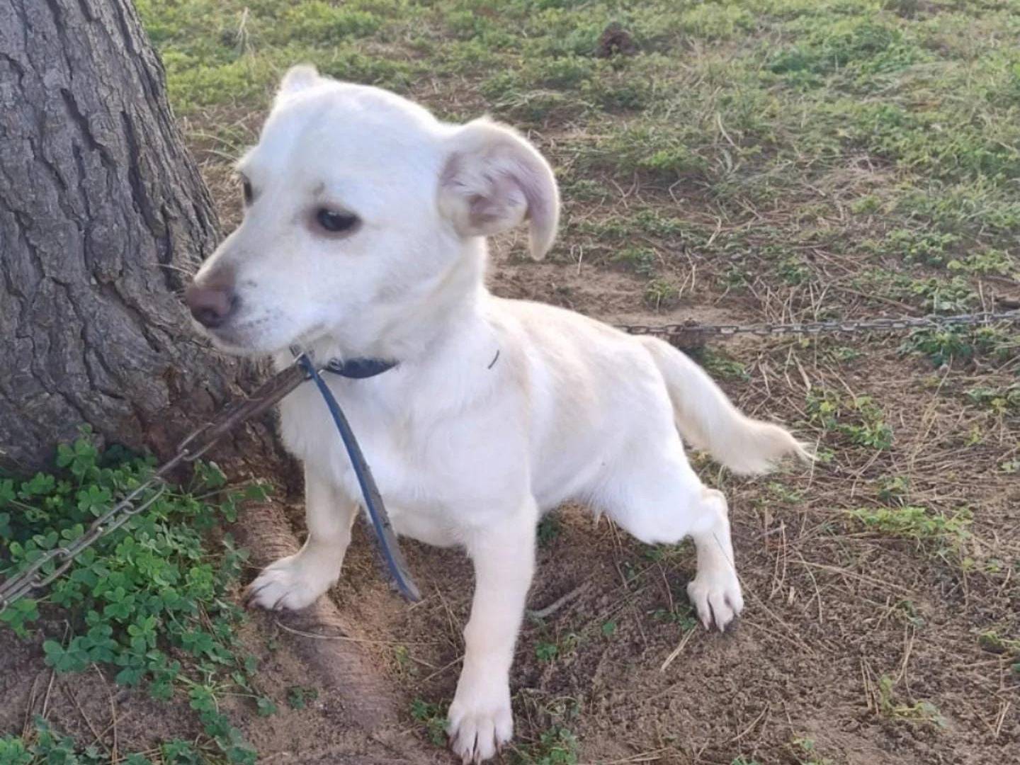 Adotta un cane, maschio, 1 anno e 1 mese, Crotone