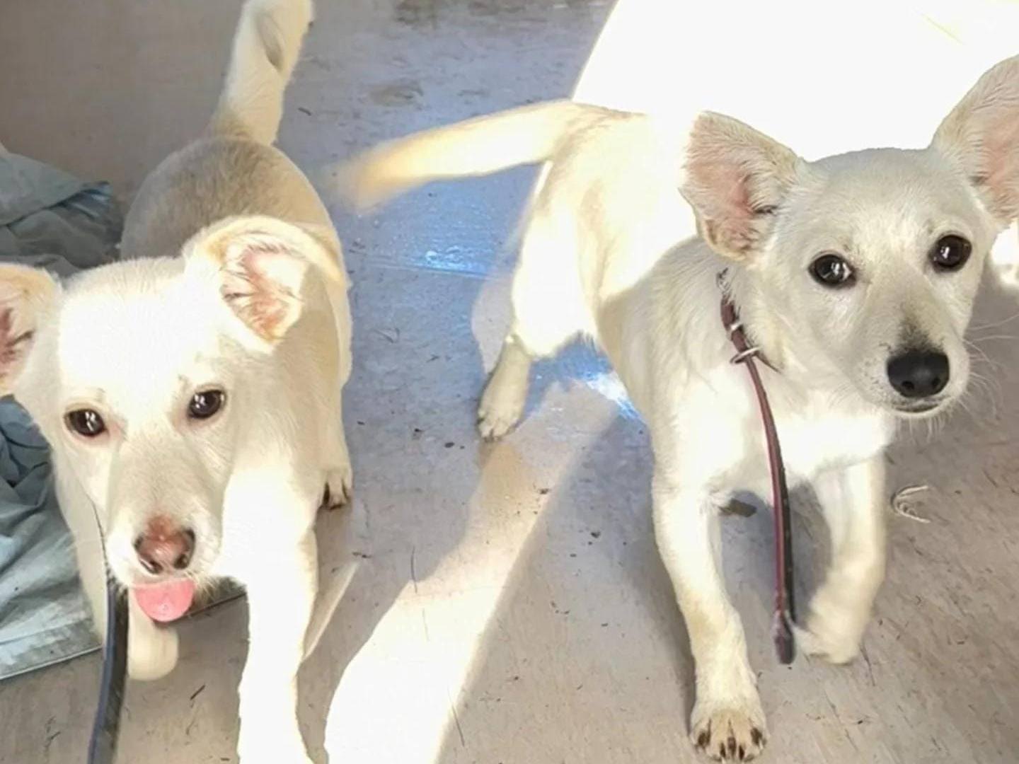 Adotta un cane, taglia media contenuta, maschio, Crotone