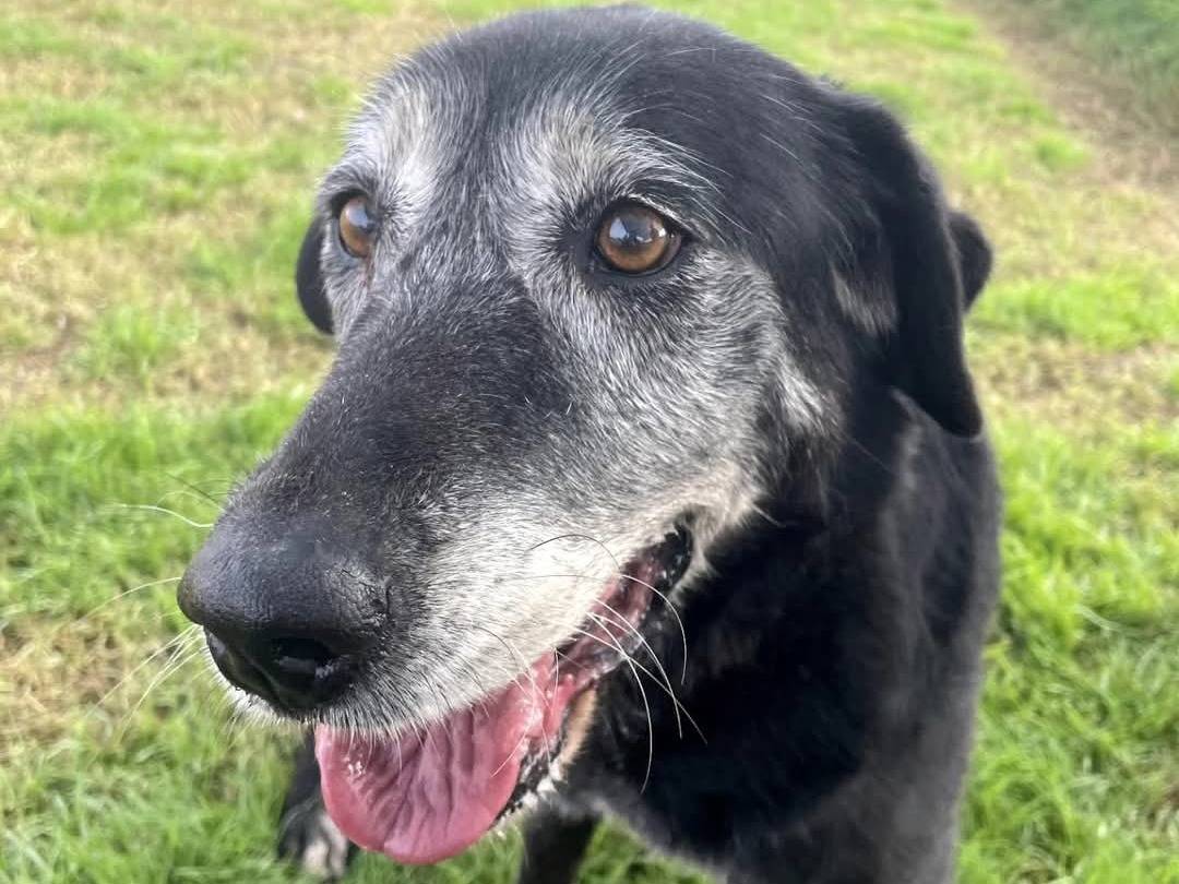 Adotta un cane, taglia media, femmina, Latina