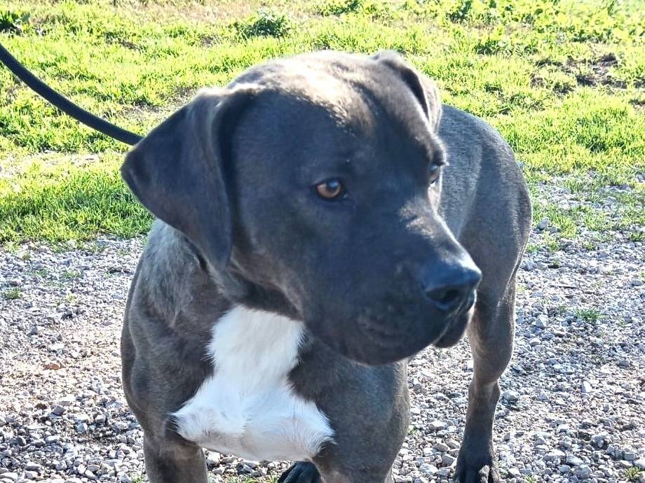 Adotta un cane, maschio, 2 anni  e 10 mesi , Latina