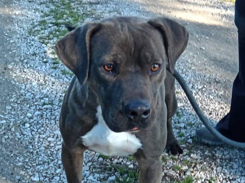 Adotta un cane, taglia grande, maschio, Latina