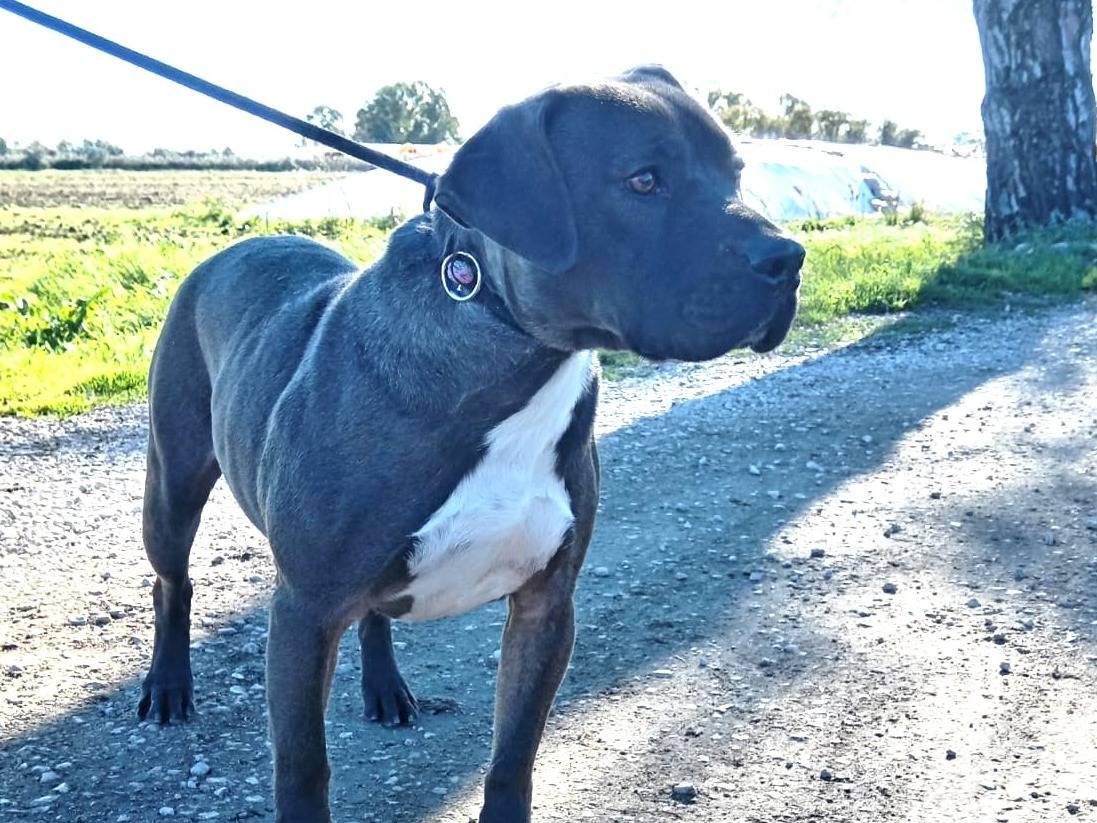 Vuoi adottare un cane a Latina?