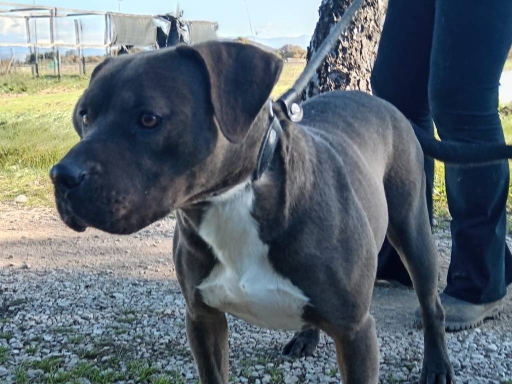 Adotta il cane SIMONE a Latina