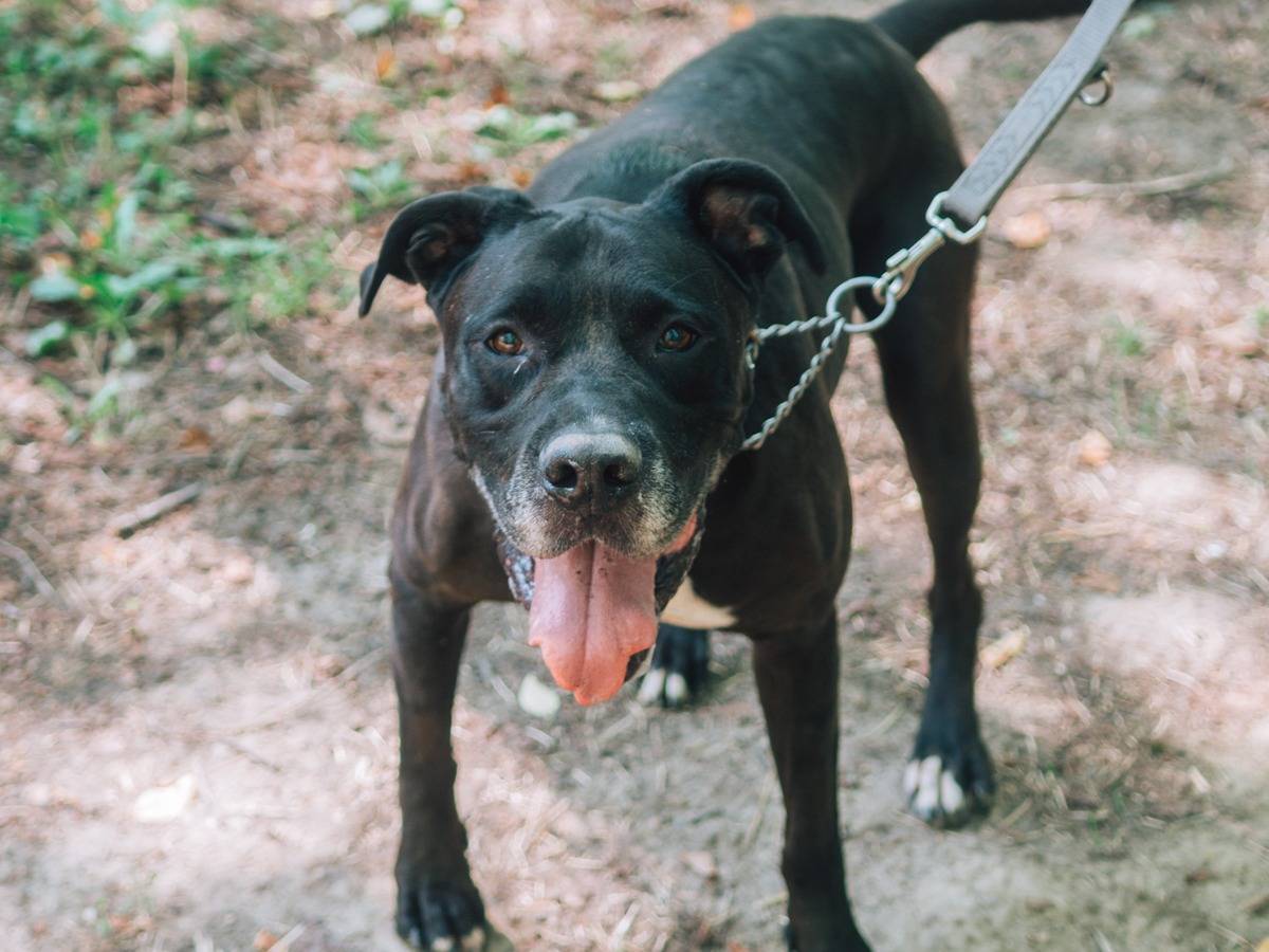 Adotta un cane, taglia gigante, maschio, Bologna