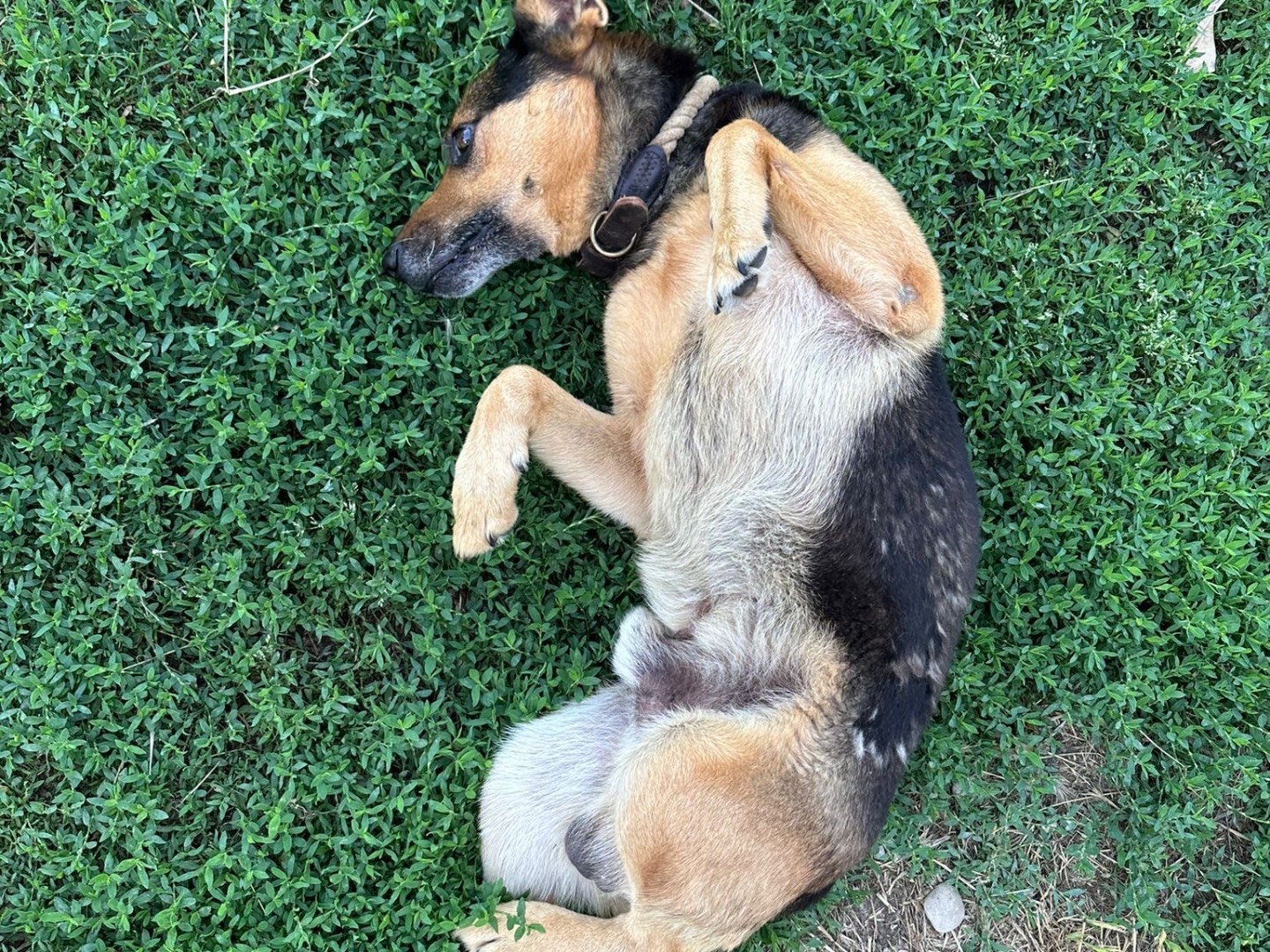 Adotta un cane, maschio, 5 anni  e 7 mesi , Pescara