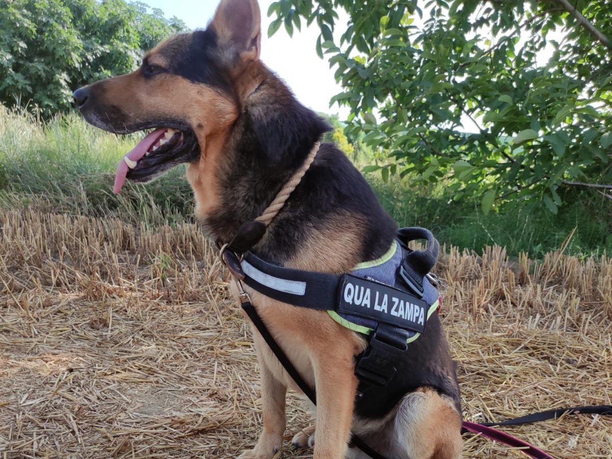 Adotta un cane, taglia media, maschio, Pescara
