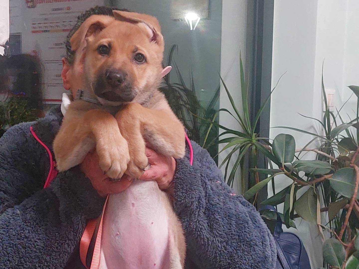 Adotta il cane Nala a Modena