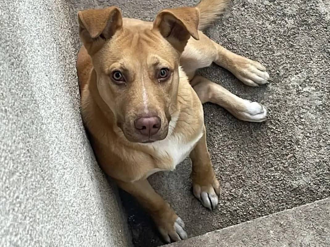 Adotta un cane, maschio, 10 mesi, Messina