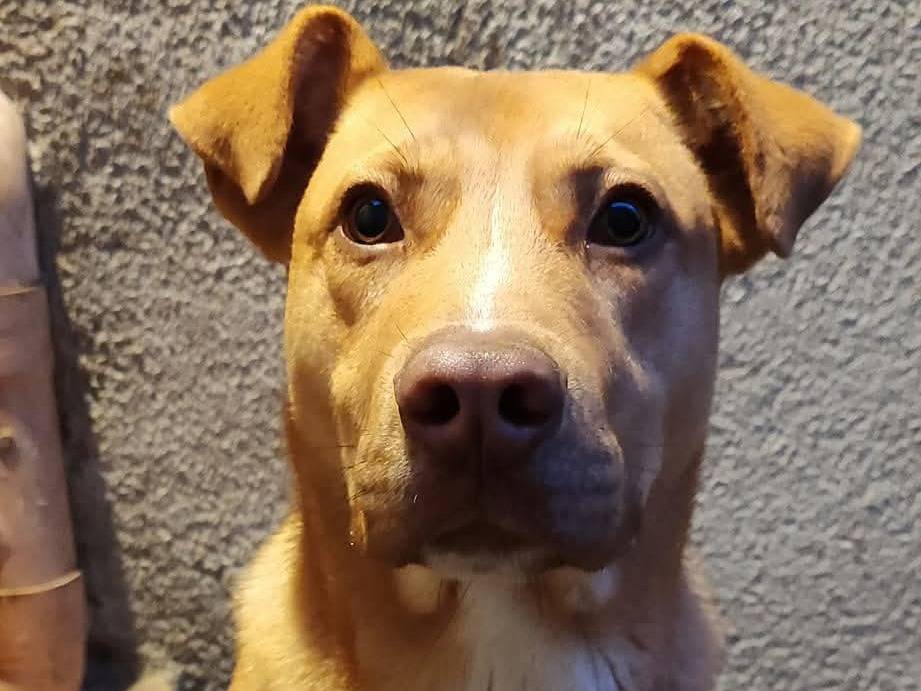Adotta un cane, taglia grande, maschio, Messina