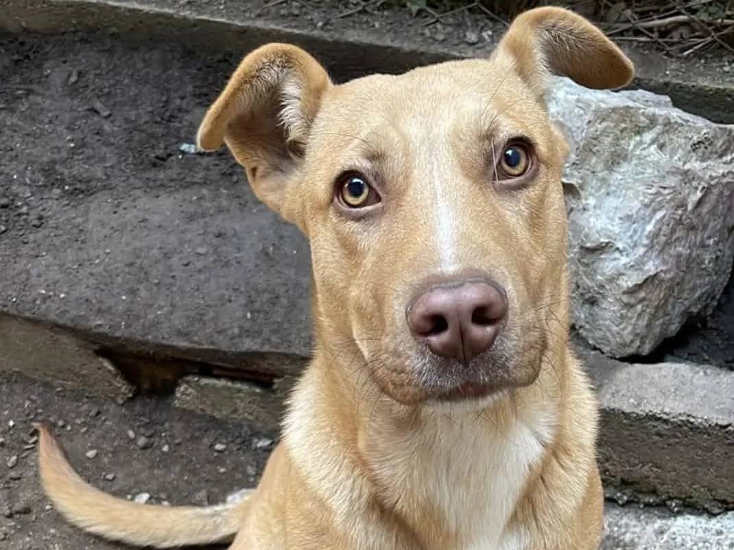Vuoi adottare un cane a Messina?