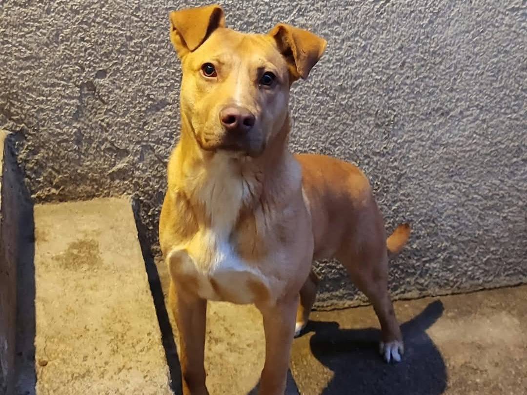 Adotta il cane BJORN a Messina