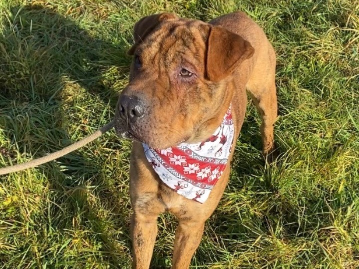 Adotta il cane Yado a Varese