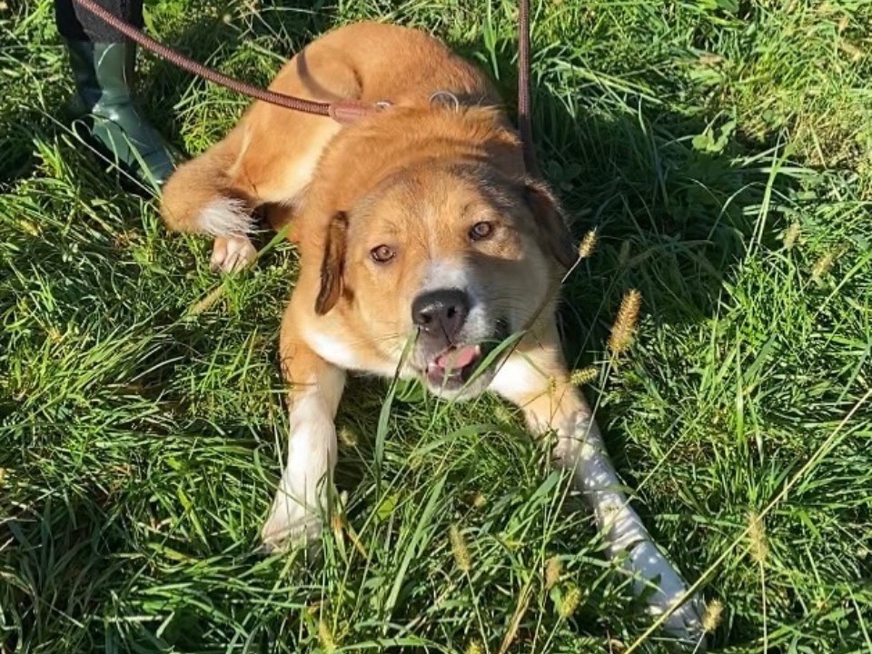 Adotta un cane, maschio, 3 anni  e 4 mesi , Varese