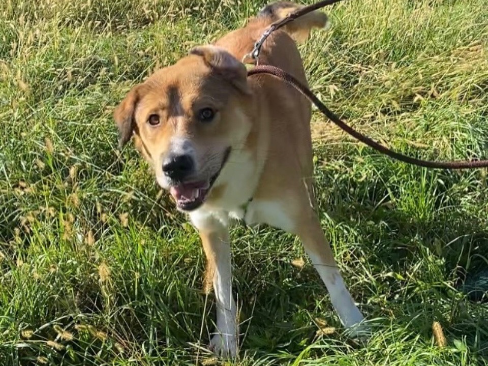 Adotta un cane, taglia grande, maschio, Varese
