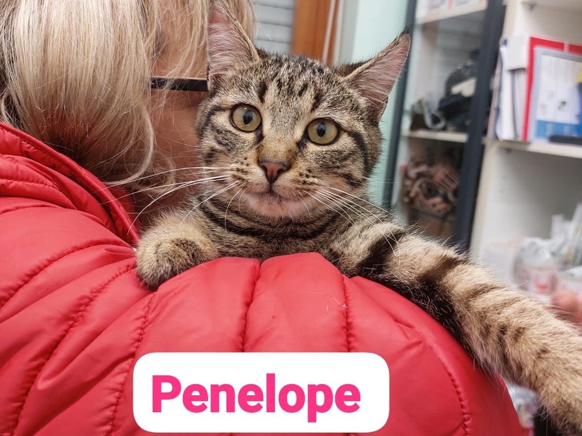 Adozione gatto, femmina, Razza sconosciuta Razza sconosciuta, 1 anno e 2 mesi, taglia non valida, Chieti