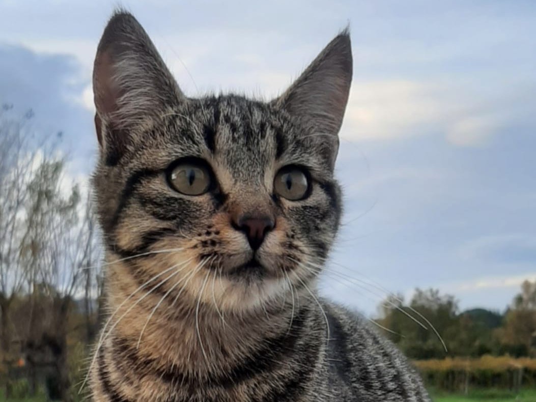 Adotta un gatto, femmina, 1 anno e 2 mesi, Chieti