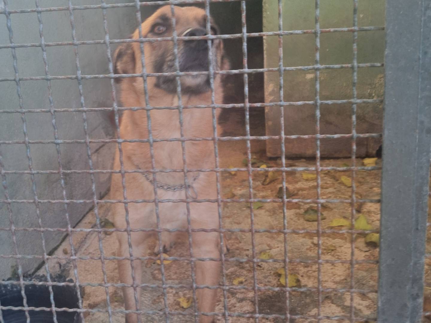 Adozione cane, maschio, Razza sconosciuta Razza sconosciuta, 4 anni  e 4 mesi , taglia grande, Caserta