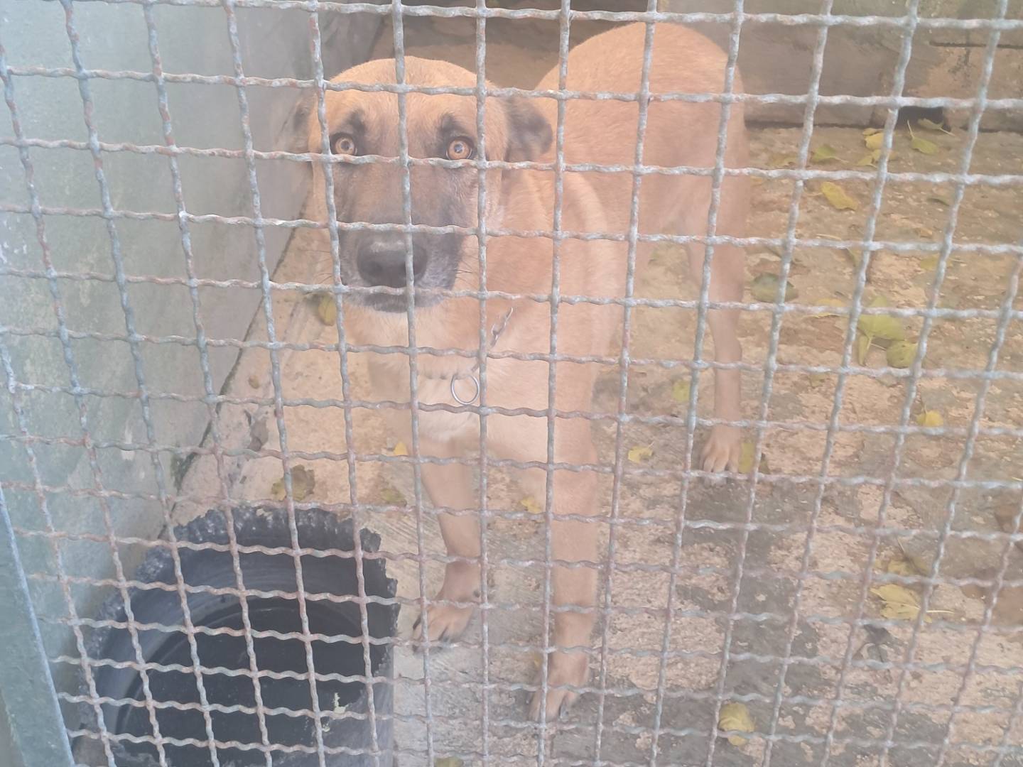 Adotta un cane, taglia grande, maschio, Caserta