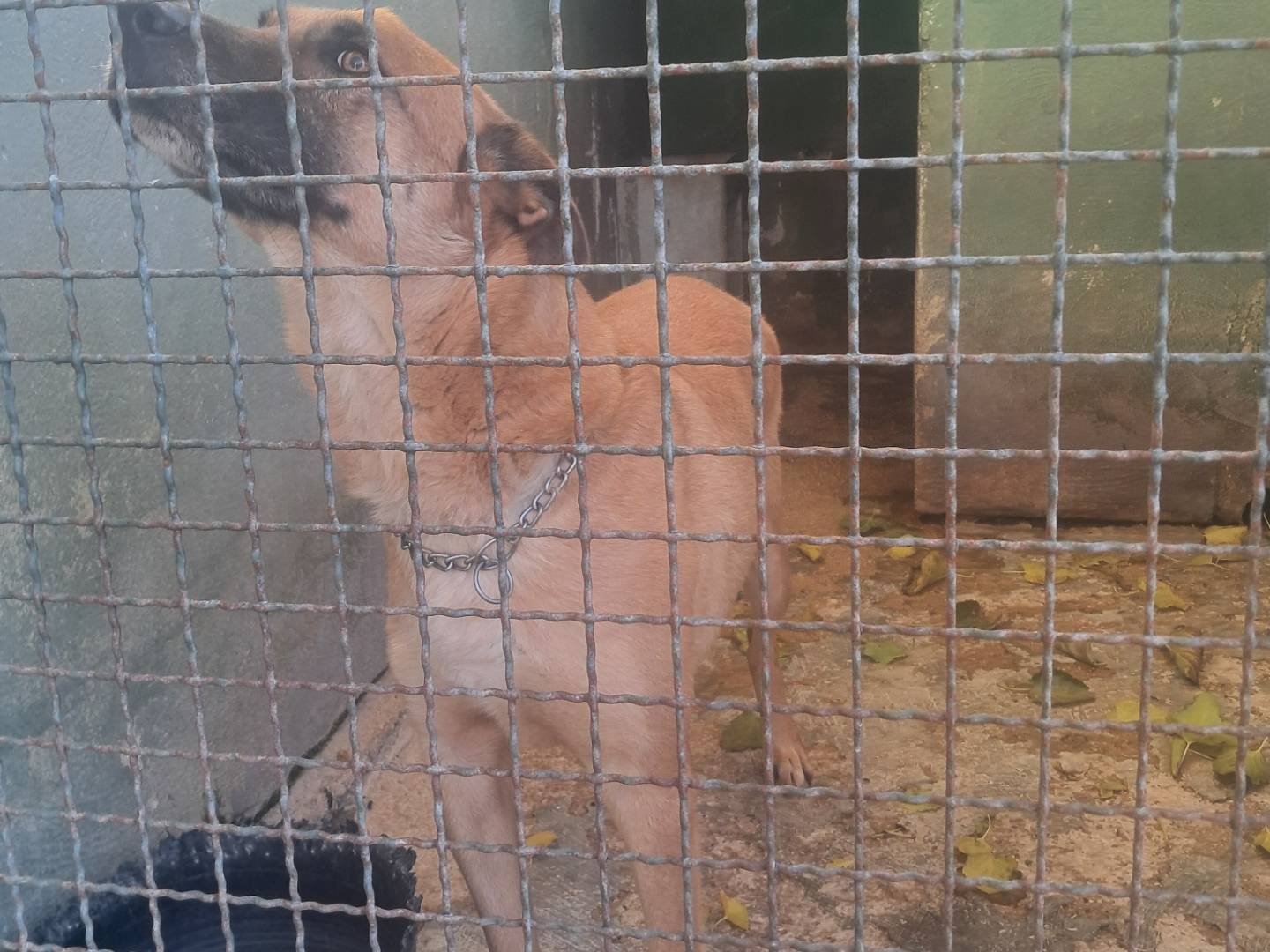 Vuoi adottare un cane a Caserta?