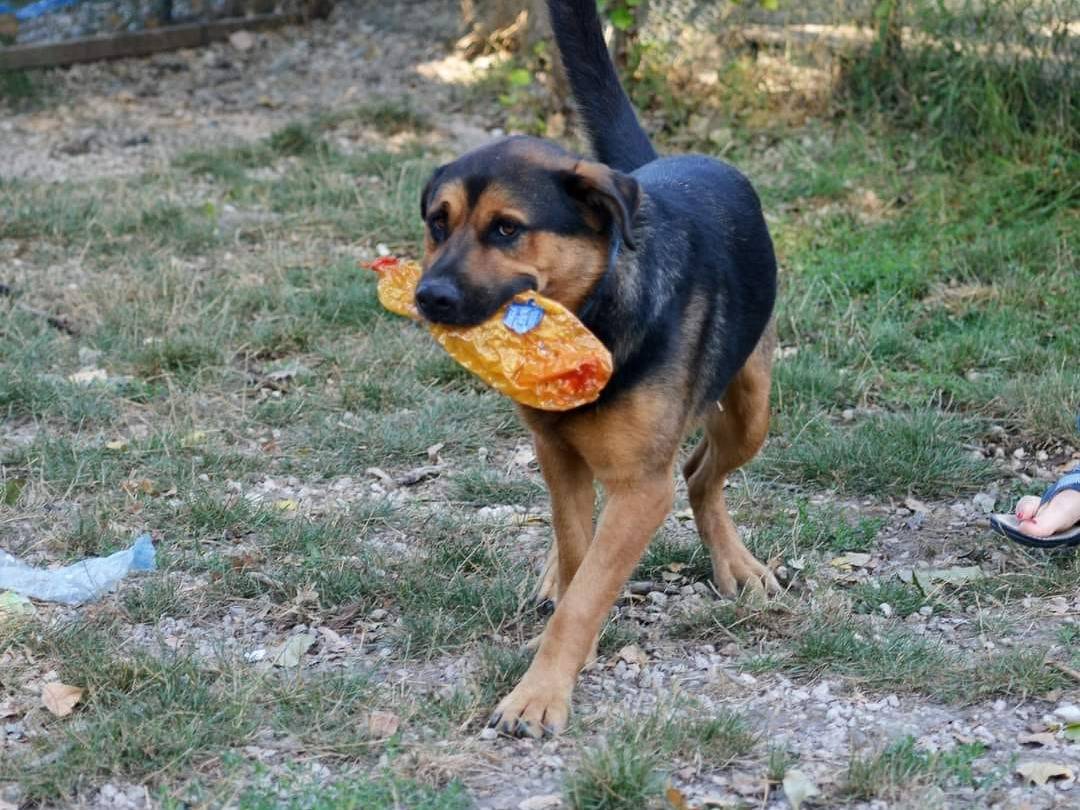 Adotta un cane, maschio, 4 anni  e 4 mesi , Roma