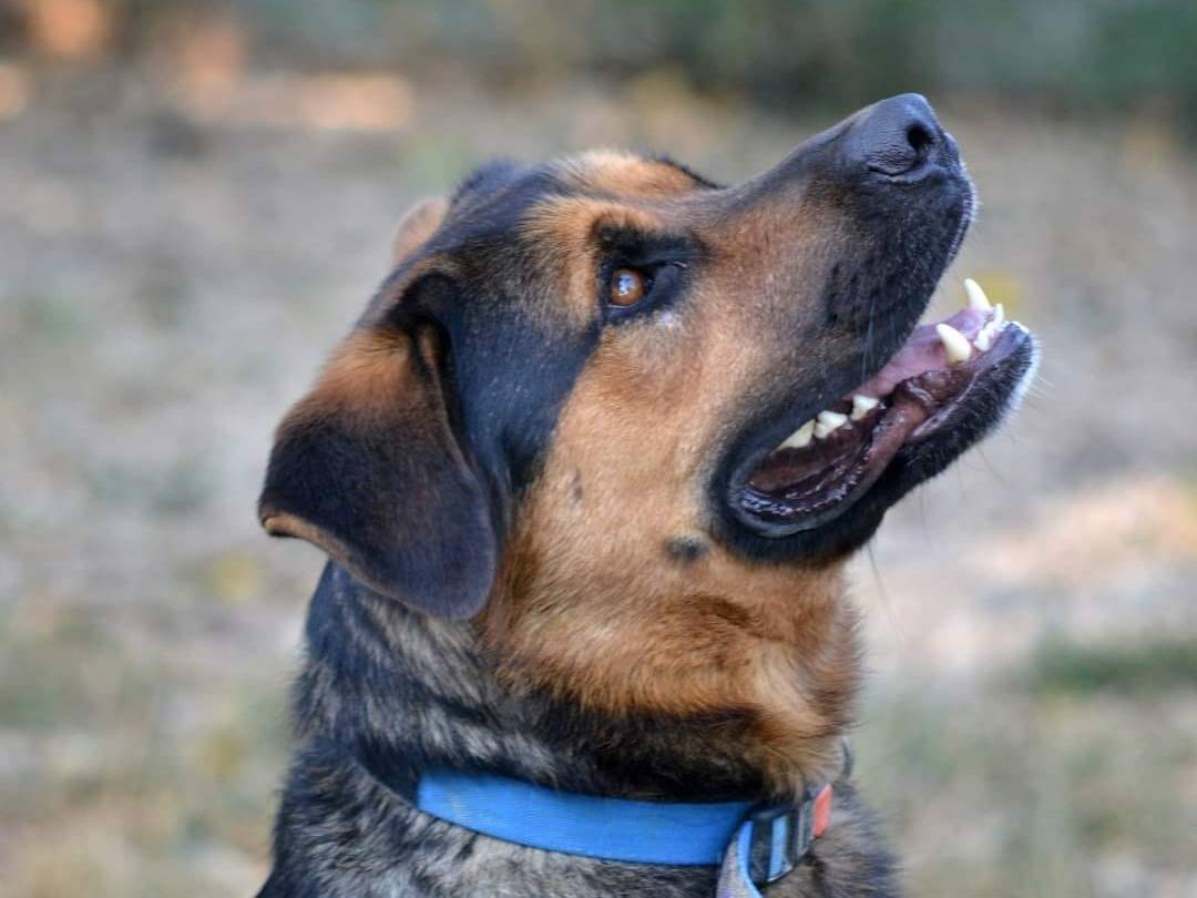 Adotta un cane, taglia grande, maschio, Roma