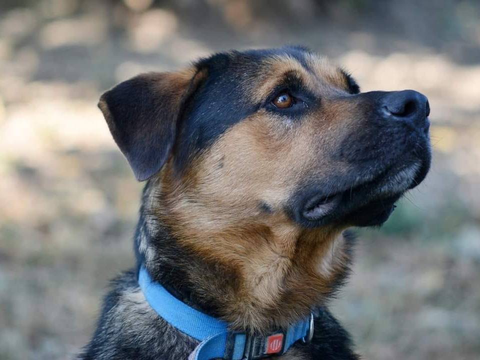 Vuoi adottare un cane a Roma?