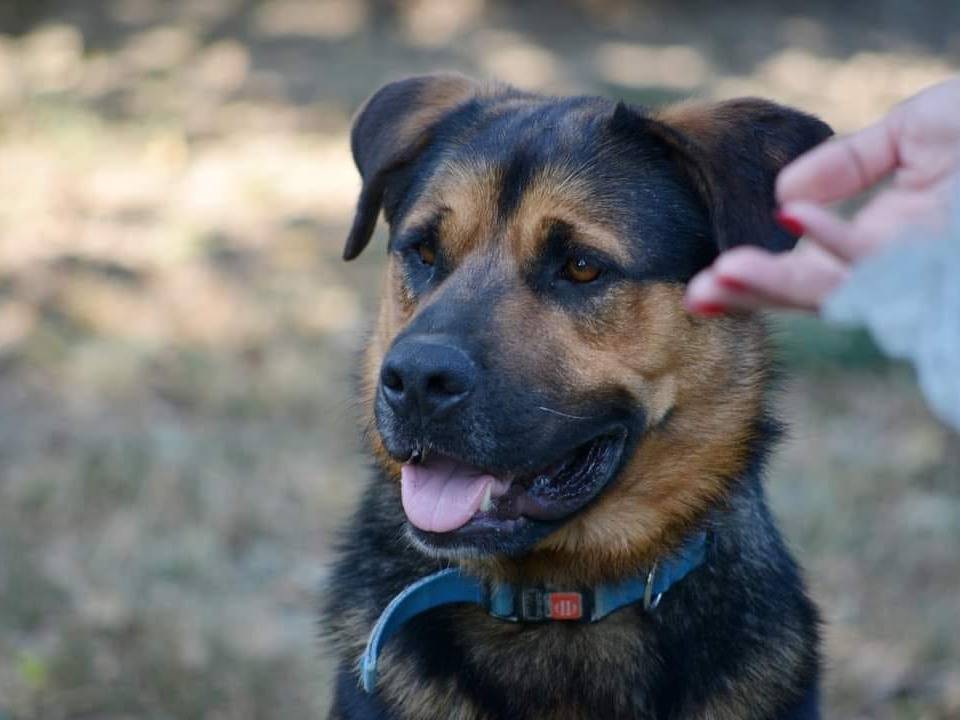Adotta il cane Tequila a Roma