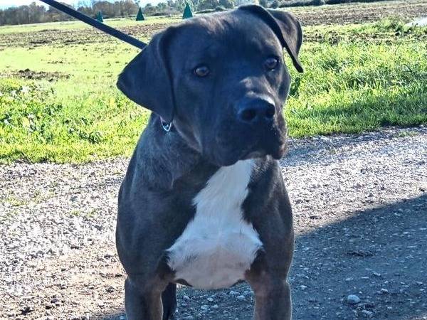 Adotta un cane, maschio, 2 anni  e 10 mesi , Latina