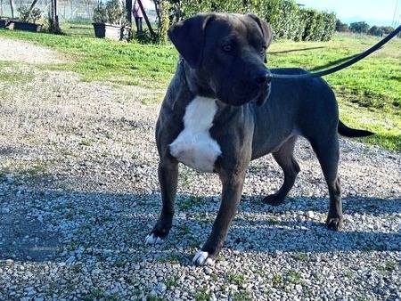 Adotta un cane, taglia grande, maschio, Latina