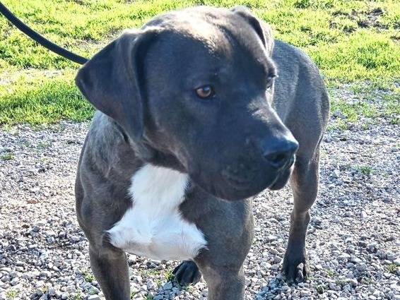 Adotta il cane SIMONE a Latina
