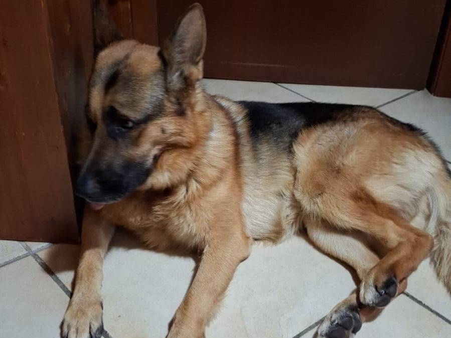 Adotta un cane, taglia grande, maschio, Salerno