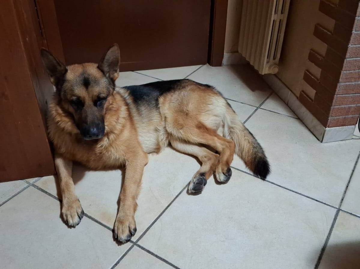 Vuoi adottare un cane a Salerno?