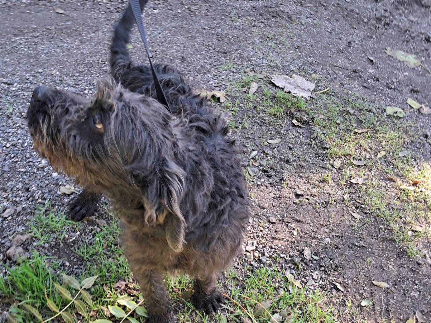 Adotta un cane, taglia piccola, maschio, Caserta