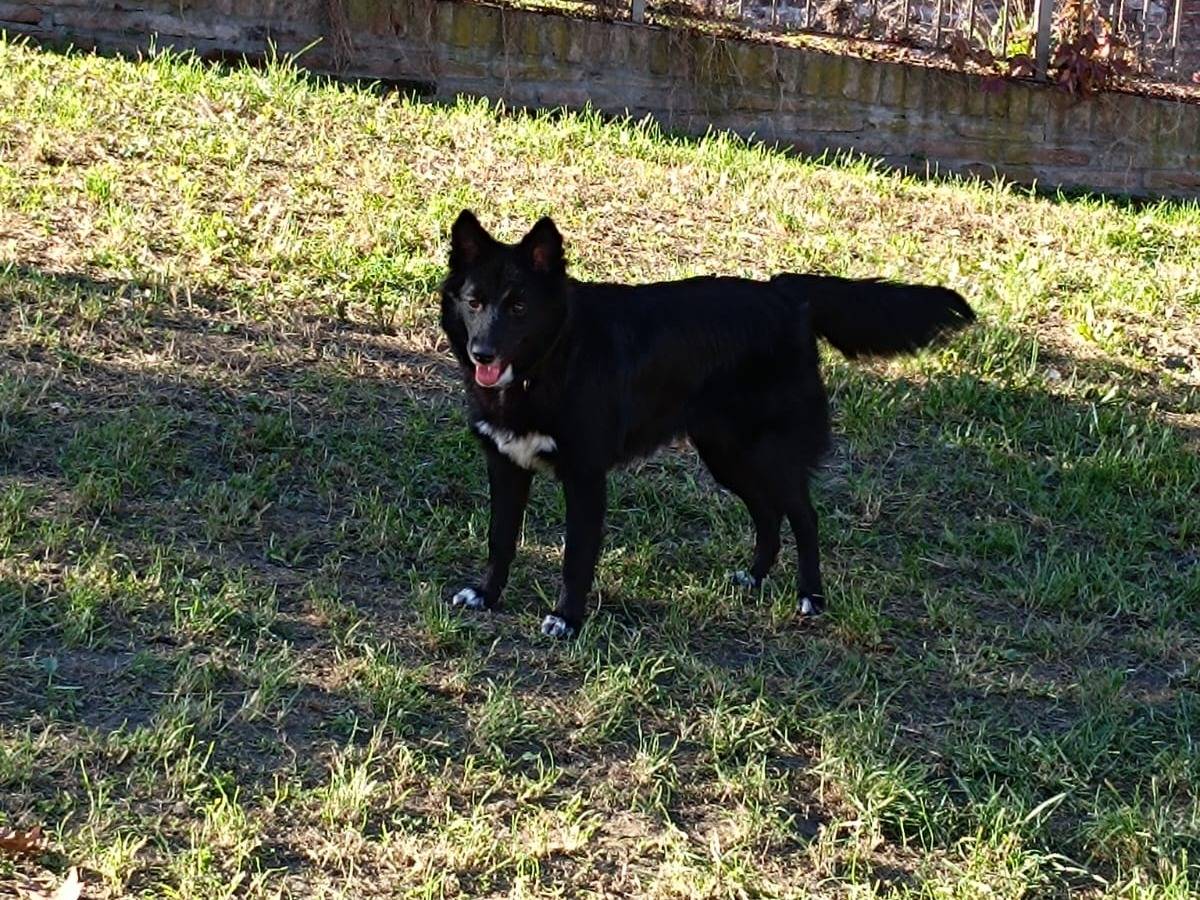 Adotta un cane, taglia media, femmina, Bologna