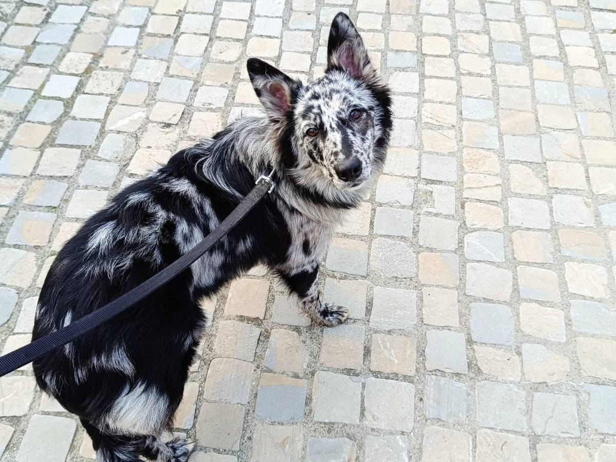 Vuoi adottare un cane a Bologna?